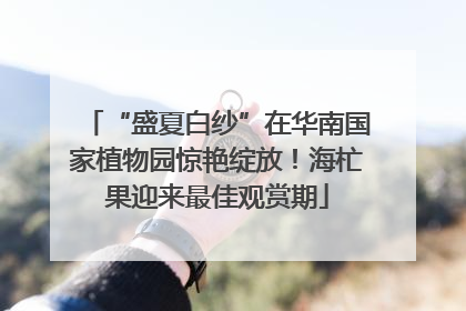 “盛夏白纱”在华南国家植物园惊艳绽放！海杧果迎来最佳观赏期