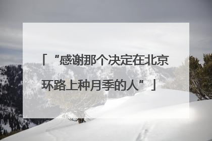 “感谢那个决定在北京环路上种月季的人”