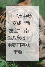 “水中参”变成“致富宝” 南漳八泉村千亩茭白喜获丰收