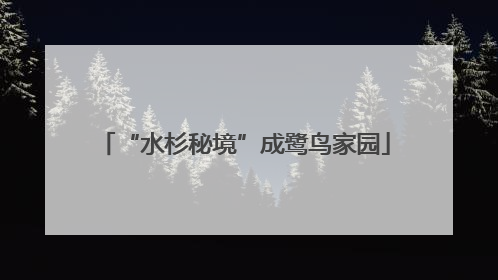 “水杉秘境”成鹭鸟家园