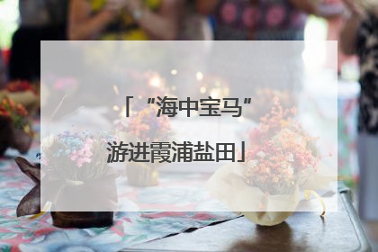 “海中宝马”游进霞浦盐田