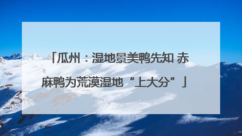 瓜州：湿地景美鸭先知 赤麻鸭为荒漠湿地“上大分”