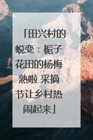田兴村的蜕变：栀子花田的杨梅熟啦 采摘节让乡村热闹起来