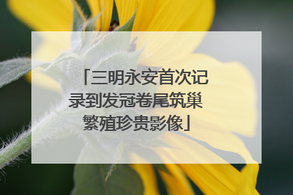 三明永安首次记录到发冠卷尾筑巢繁殖珍贵影像