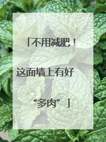 不用减肥！这面墙上有好“多肉”