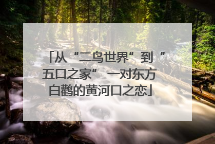 从“二鸟世界”到“五口之家” 一对东方白鹳的黄河口之恋
