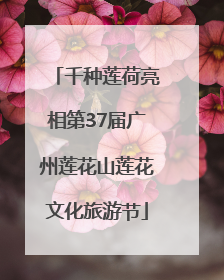 千种莲荷亮相第37届广州莲花山莲花文化旅游节