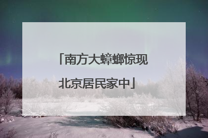 南方大蟑螂惊现北京居民家中
