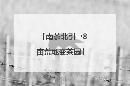 南茶北引→8亩荒地变茶园