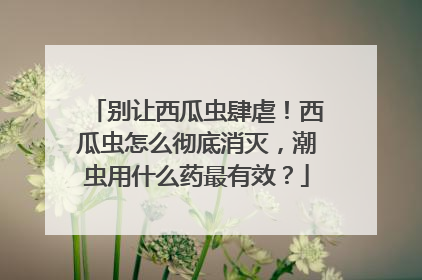 别让西瓜虫肆虐！西瓜虫怎么彻底消灭，潮虫用什么药最有效？