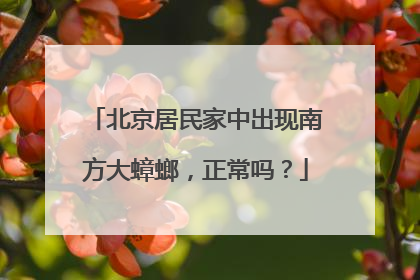 北京居民家中出现南方大蟑螂，正常吗？