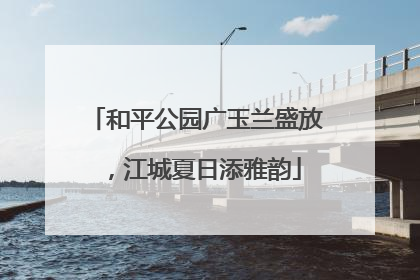 和平公园广玉兰盛放，江城夏日添雅韵