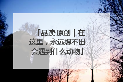 品读·原创｜在这里，永远想不出会遇到什么动物