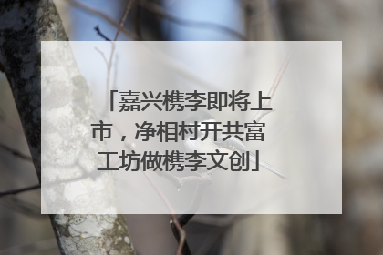 嘉兴槜李即将上市，净相村开共富工坊做槜李文创