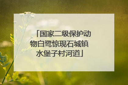 国家二级保护动物白鹭惊现石城镇水堡子村河道