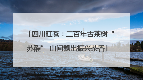 四川旺苍：三百年古茶树“苏醒” 山间飘出振兴茶香