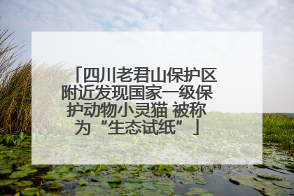 四川老君山保护区附近发现国家一级保护动物小灵猫 被称为“生态试纸”
