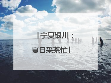 宁夏银川：夏日采茶忙