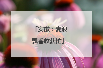 安徽：麦浪飘香收获忙