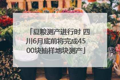 夏粮测产进行时 四川6月底前将完成4500块抽样地块测产