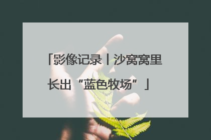 影像记录丨沙窝窝里长出“蓝色牧场”