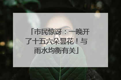 市民惊讶：一晚开了十五六朵昙花！与雨水均衡有关