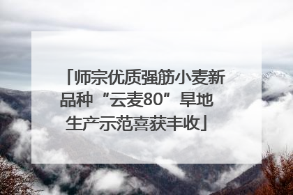 师宗优质强筋小麦新品种“云麦80”旱地生产示范喜获丰收