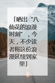 晒出“八仙花的浪漫时刻”，今天，不少读者将这份浪漫延续到家里