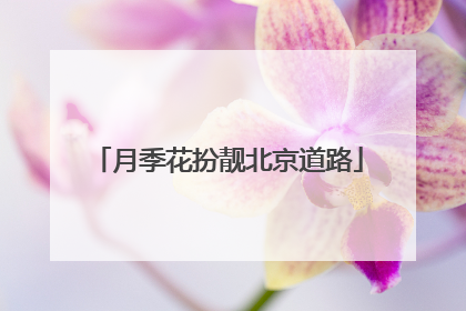 月季花扮靓北京道路