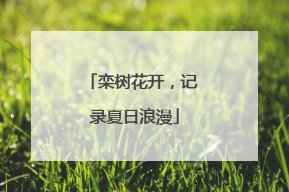 栾树花开，记录夏日浪漫