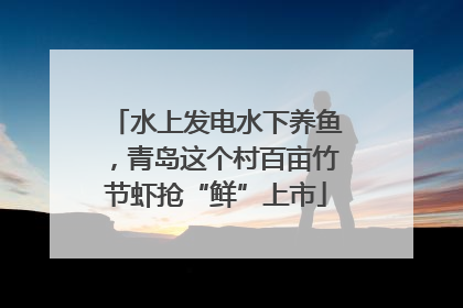 水上发电水下养鱼，青岛这个村百亩竹节虾抢“鲜”上市