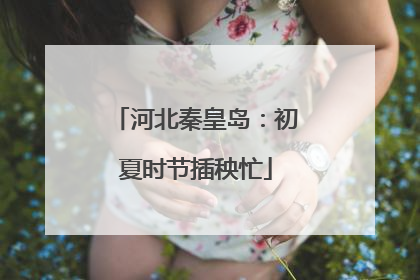 河北秦皇岛：初夏时节插秧忙