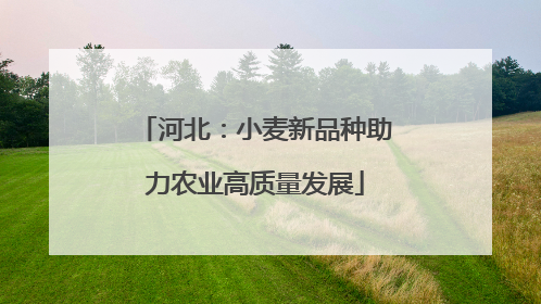 河北：小麦新品种助力农业高质量发展