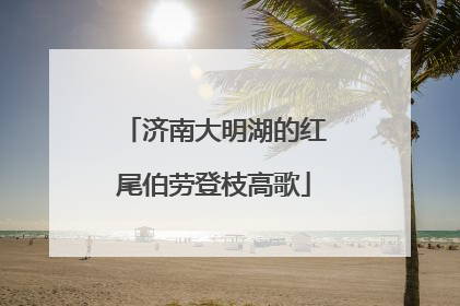 济南大明湖的红尾伯劳登枝高歌
