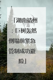 湖南靖州：巨树轰然倒塌前紧急管制成功避险