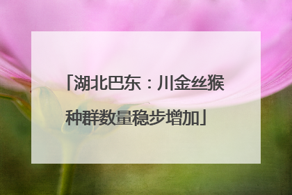 湖北巴东：川金丝猴种群数量稳步增加