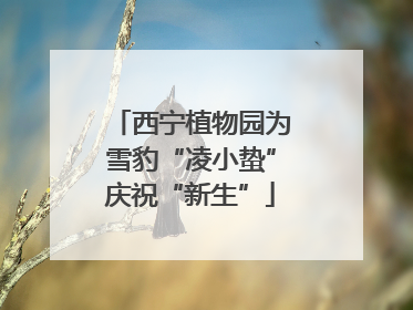 西宁植物园为雪豹“凌小蛰”庆祝“新生”
