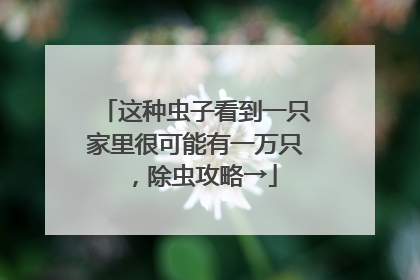这种虫子看到一只家里很可能有一万只，除虫攻略→