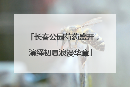长春公园芍药盛开，演绎初夏浪漫华章
