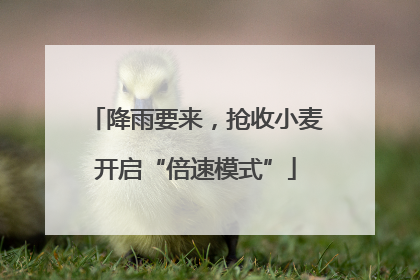 降雨要来，抢收小麦开启“倍速模式”