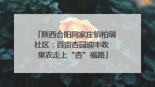 陕西合阳同家庄镇柏瑞社区：百亩杏园迎丰收 果农走上“杏”福路