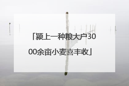 颍上一种粮大户3000余亩小麦喜丰收