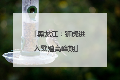 黑龙江：狮虎进入繁殖高峰期