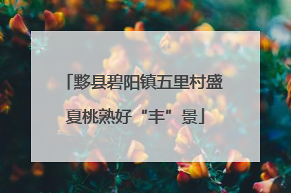 黟县碧阳镇五里村盛夏桃熟好“丰”景